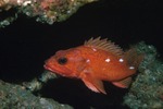 Ocean perch swims